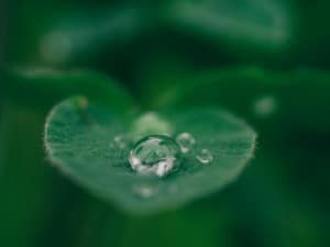Blatt mit Wasser