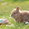 Frohe Ostern wünscht JUVENIS!